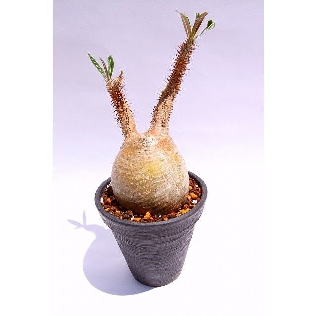 パキポディウム グラキリス トトロフォーム | mana's farm:塊根植物