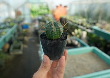 ユーフォルビア　スーパーバリダ　Euphorbia super valida  No.9