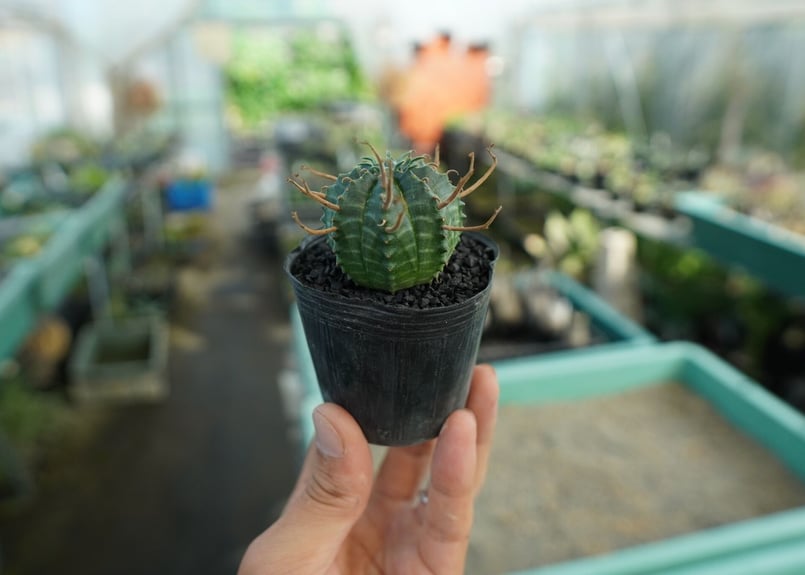 ユーフォルビア スーパーバリダ Euphorbia super valida No.9 |