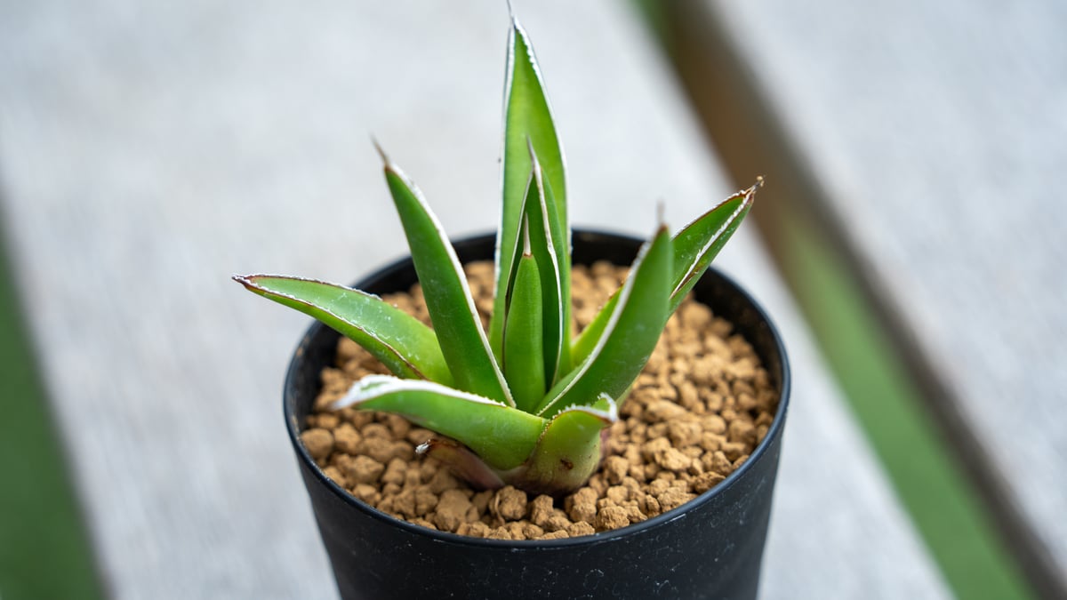 アガベ 雪嶺 アガベ ハイブリッド '雪嶺' Agave hybrid 'Formosa' 台湾