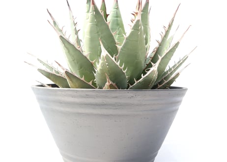 Agave purpusorum syn A horrida ssp perotensis