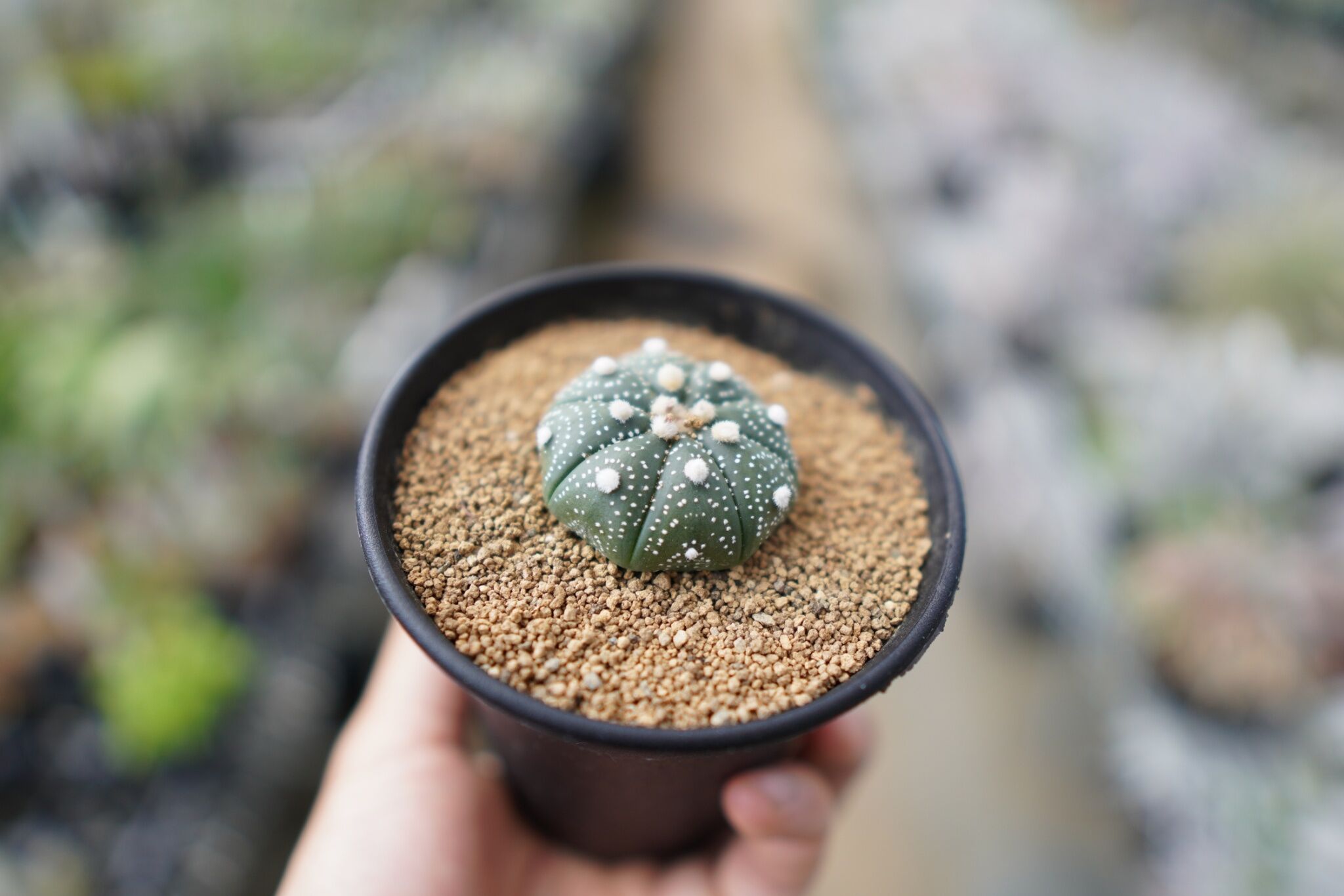 【美株】アストロフィツム兜丸 国内実生 サボテン 多肉植物 コーデックス 塊根 兜丸 アストロフィツム | mana's farm:塊根植物・アガベ・ドライ