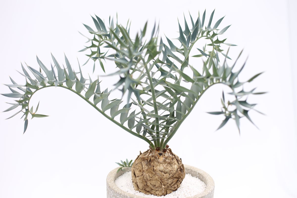 エンセファラルトス ホリダス no.10 | mana's farm:塊根植物・アガベ