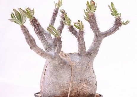 Pachypodium Gracilius パキポディウム  グラキリス  未発根  no.2