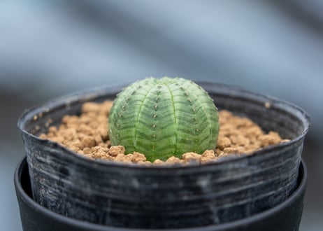 ユーフォルビア オベサ