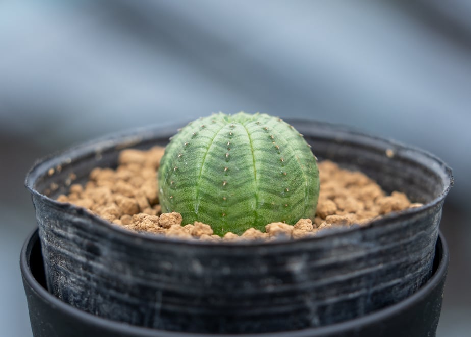 6835323346837900a96bd620