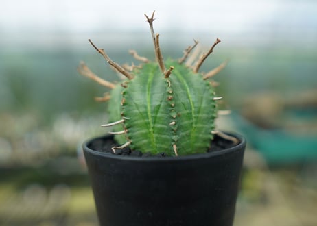 ユーフォルビア　スーパーバリダ　Euphorbia super valida