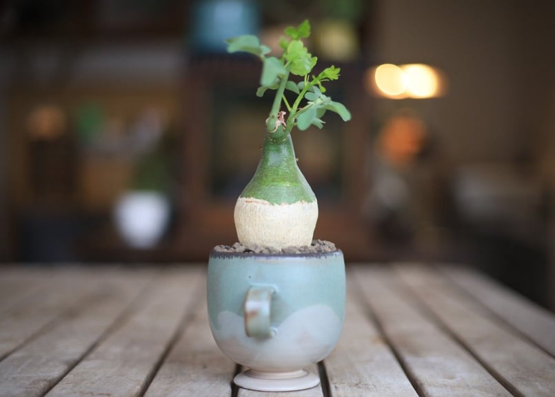 アデニア グラウカ Adenia glauca | mana's farm:塊根植物・アガベ・