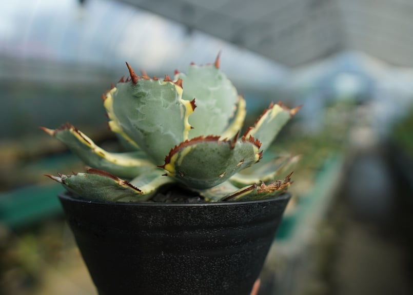 アガベ 兜蟹錦 連棘 Agave isthmensis “Kabutogani” varieg