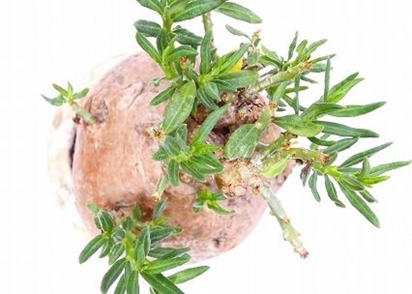 パキポディウム ビスピノーサム | mana's farm:塊根植物・アガベ