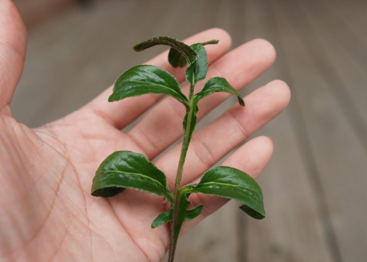 ペラルゴニウム ビオリフロルム Pelargonium violiflorum | mana'...