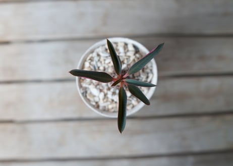 ユーフォルビア　パキポディオイデス　Euphorbia pachypodioides
