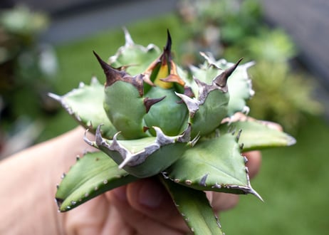 Agave titanota dwarf 姫厳龍NO.6