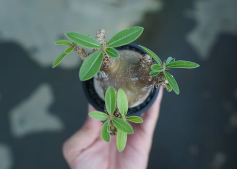 パキポディウム マカイエンセ　Pachypodium makayense　No.1