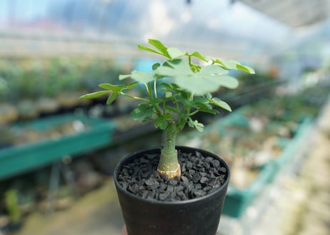 アデニア　グラウカ　Adenia Glauca　No.1