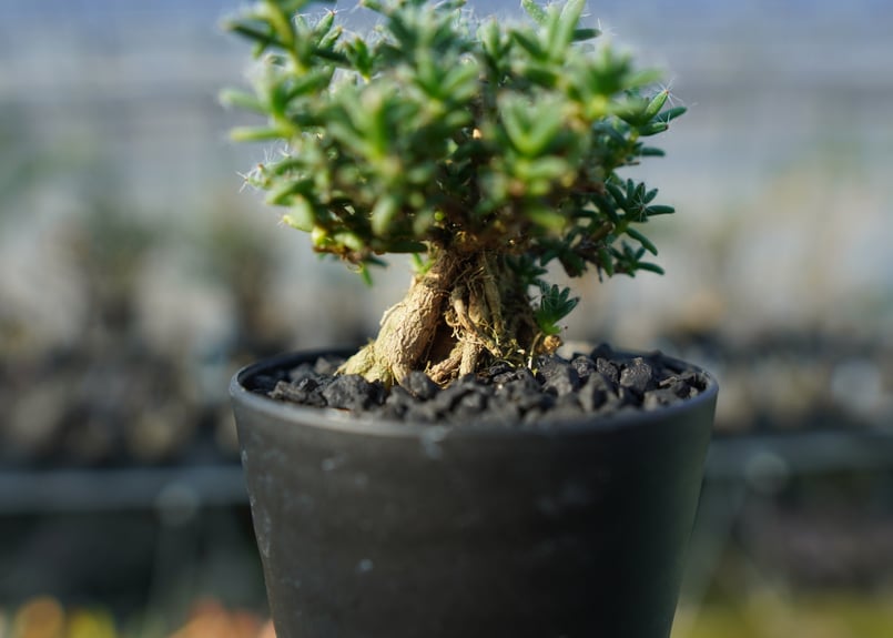トリコディアデマ ステラツム Trichodiadema stellatum No.1 |