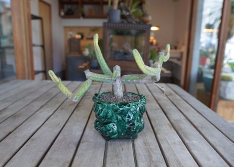 ヘテロクロマ　Euphorbia heterochroma