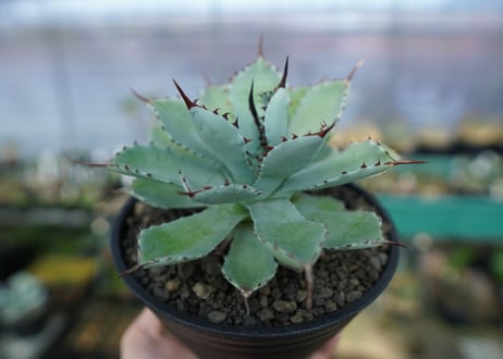 アガベ　吉祥冠　Agave potatorum No.1