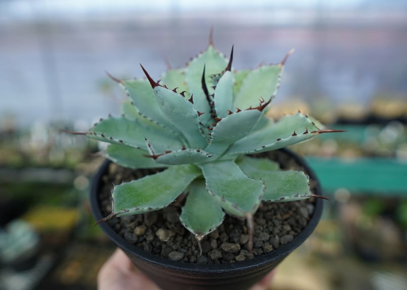 アガベ 吉祥冠 Agave potatorum No.1 | mana's farm:塊根植物