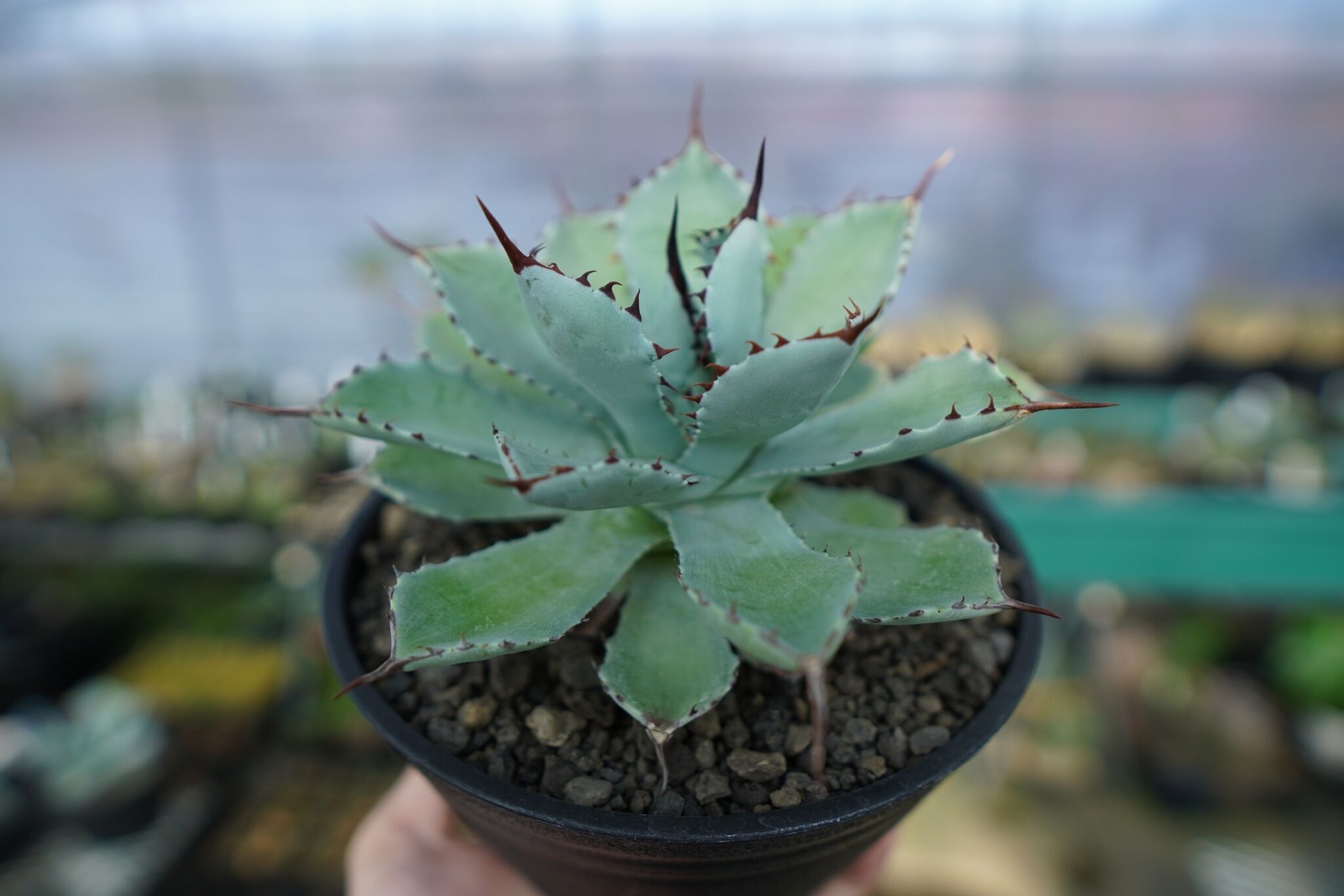 アガベ 吉祥冠 Agave potatorum No.1 | mana's farm:塊根植物