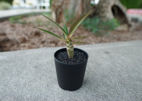 【沖縄実生株】パキポディウム　バロニー　Pachypodium baronii  No.2