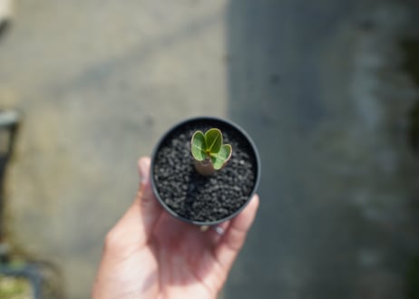 アデニウム　Adenium  No.9
