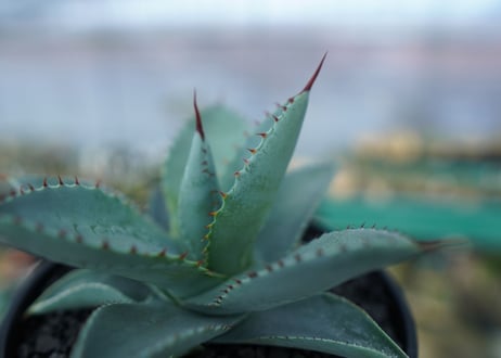 アガベ　ドラゴントゥース　Agave Dagontoes　No.4