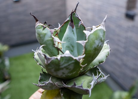 Agave B&B  №5