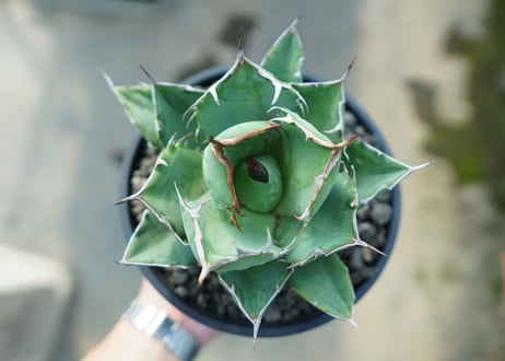 アガベ　チタノタ　FO-76　agave titanota  FO-76　No.1