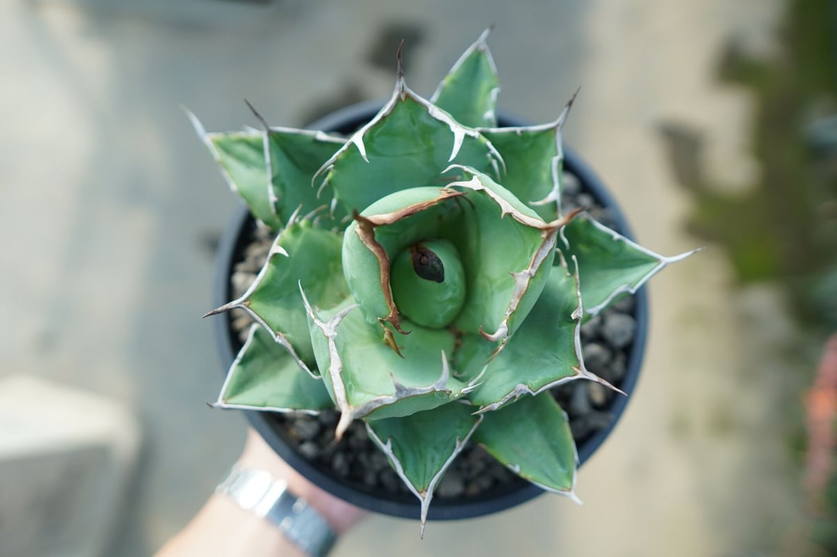 アガベ チタノタ FO-76 agave titanota FO-76 No.1 | man