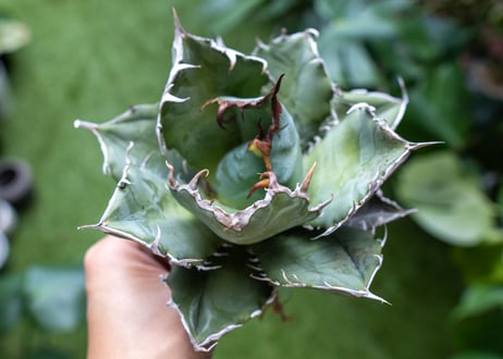 Agave titanota 白鯨嚴龍 A NO.3