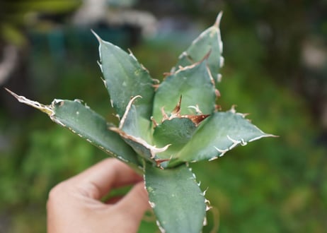 Agave titanota 白鯨 C NO.4