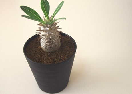 パキポディウム ロスラーツム　 Pachypodium rosulatum