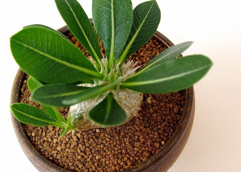 パキポディウム エブレネウム Pachypodium eburneum №2(白花) | m