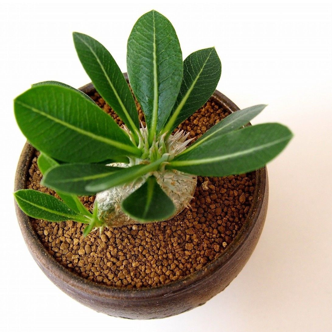 パキポディウム エブレネウム Pachypodium eburneum ② パキポディウム エブレネウム(実生) / Pachypodium eburneum no