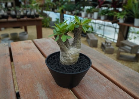 パキポディウム マカイエンセ　Pachypodium makayense　No.7