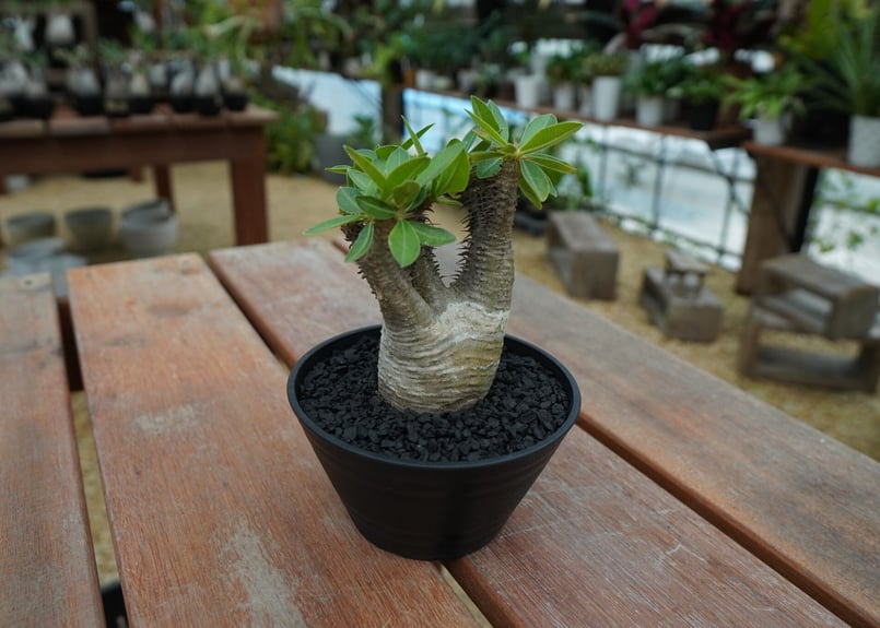 パキポディウム 不明種 Pachypodium V247【自社養生発根株】Pachypodium 品種不明株（SS）（現地球