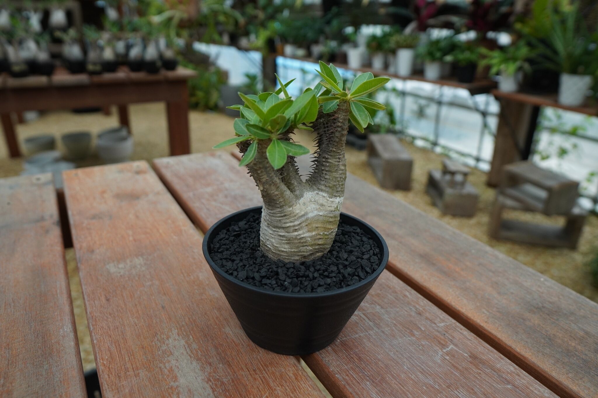 パキポディウム マカイエンセ Pachypodium makayense No.7 | man