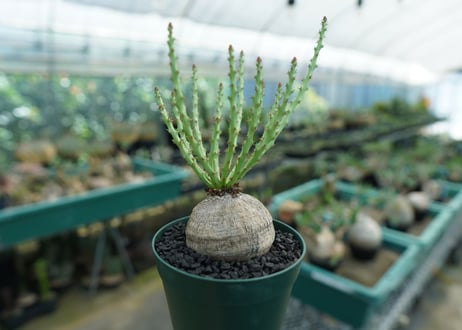 ユーフォルビア デシドゥア　Euphorbia decidua