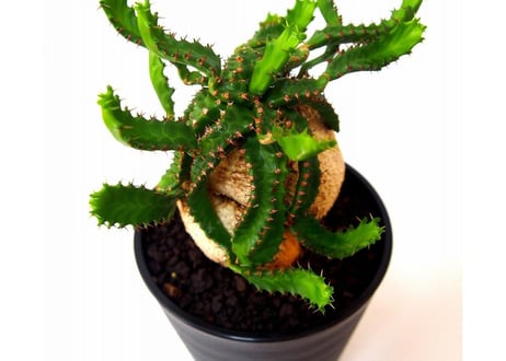 ユーフォルビア ステラータ 飛竜  Euphorbia stellata  №2