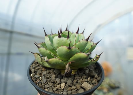 アガベ　マクロアカンサ×ポタトラム　 Agave macroacantha×potatorum　No.2