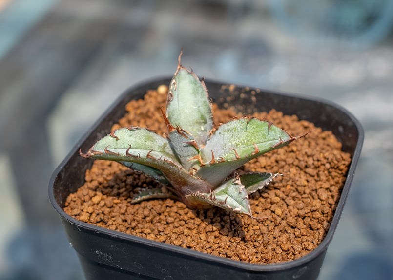 アガベ ブラックアンドブルー | mana's farm:塊根植物・アガベ・ドライ