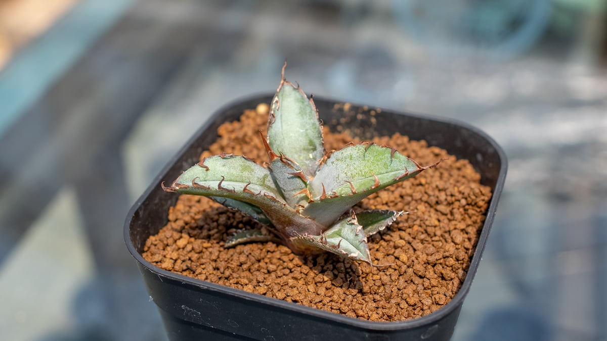 アガベ ブラックアンドブルー | mana's farm:塊根植物・アガベ・ドライ