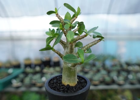 アデニウム　Adenium　No.16
