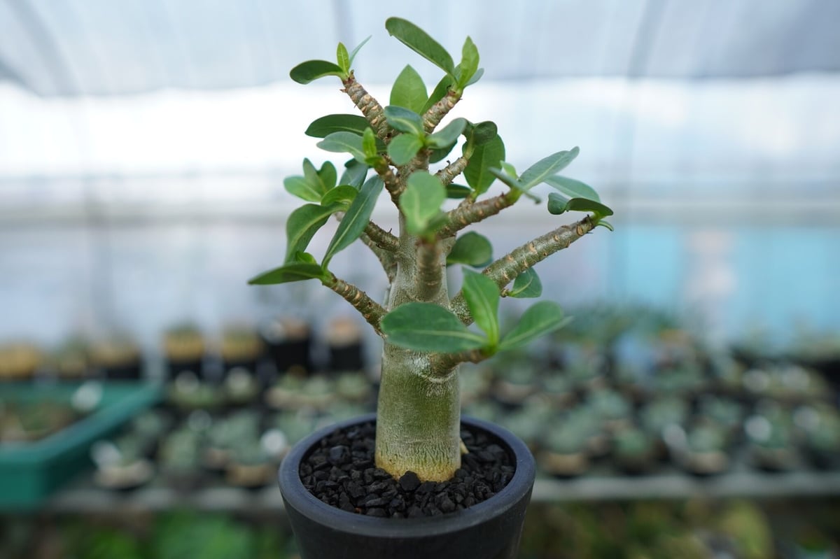 アガベ アデニウム デュオーン 100株セット❗️ アデニウム Adenium No.16