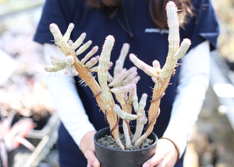 ユーフォルビア　白樺麒麟