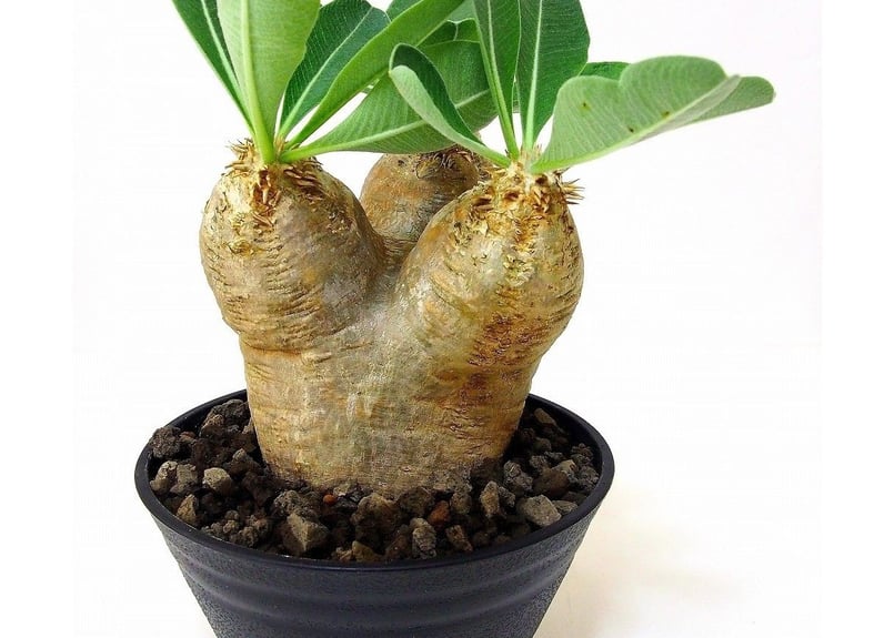 パキポディウム エブレネウム 現地球 発根済 塊根植物 幹