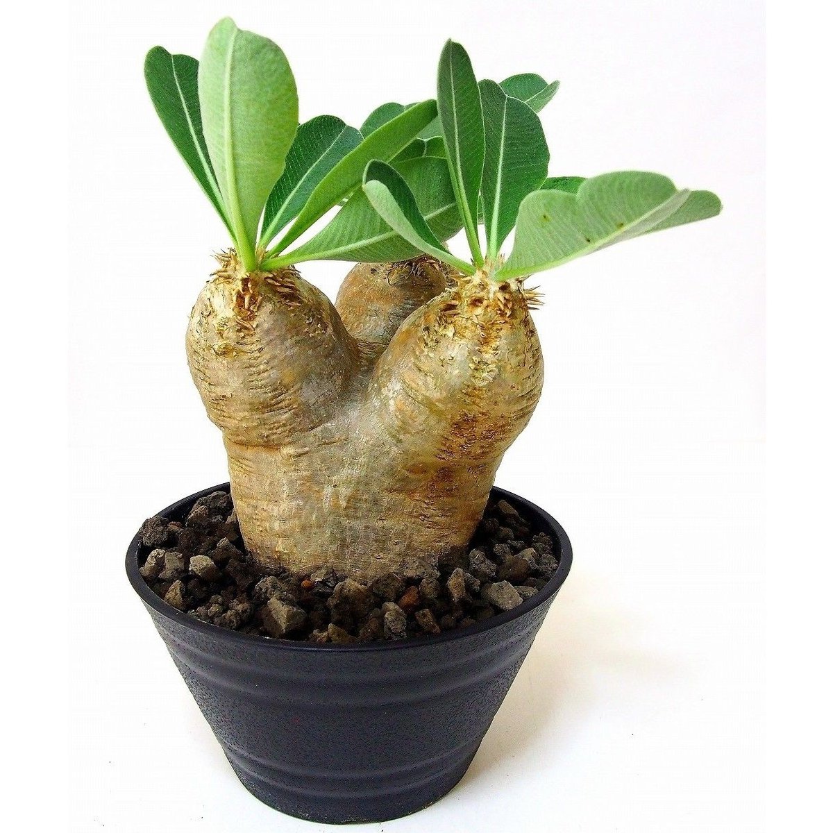 Pachypodium eburneum パキポディウム エブレネウム №2 | mana'