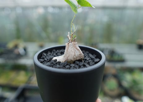 ディオスコレア　シルバティカ　Dioscorea sylvatica