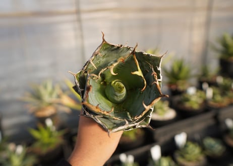 agave titanota 白鯨　 NO.1